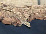 Sarasinorum Gecko White Collar w 9 Spots (SG13)