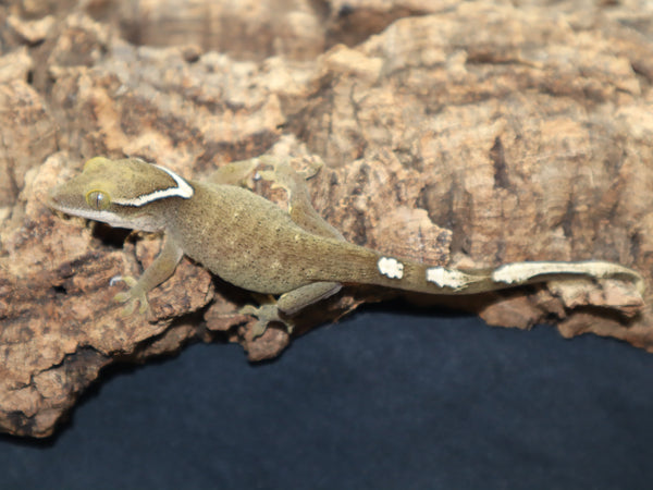 Sarasinorum Gecko White Collar no spots (SG14)