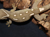 Sarasinorum Gecko White Collar =) (SG15)