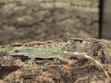 Sarasinorum Gecko White Collar =) (SG15)