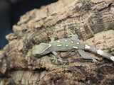 Sarasinorum Gecko White Collar =) (SG15)