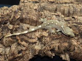 Sarasinorum Gecko White Collar =) (SG15)