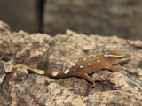 Sarasinorum Gecko White Collar 8 Spots (SG16)