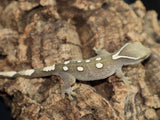Sarasinorum Gecko White Collar 7 Spots (SG17)