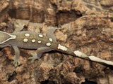 Sarasinorum Gecko White Collar 7 Spots (SG17)