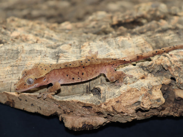 Pumpkin Dalmatian Crested Gecko (CG170) FREE SHIPPING