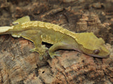 Red Harley Crested Gecko (CG154)