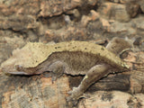 Crested Gecko Phantom FEMALE (cg127)