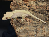 Red Patternless Crested Gecko (CG180)