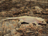 Red Patternless Crested Gecko (CG180)