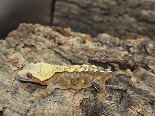 Yellow Phantom Crested Gecko (CG182)