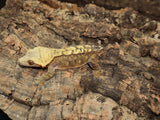 Yellow Phantom Crested Gecko (CG182)