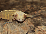 Yellow Phantom Crested Gecko (CG182)