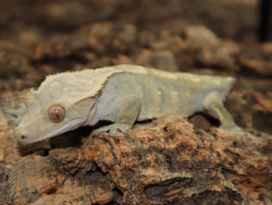 Harleyquin Crested Gecko (CG183)