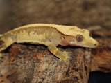 Extreme Orange Crested Gecko *Ready 2 Breed*  (CG184)