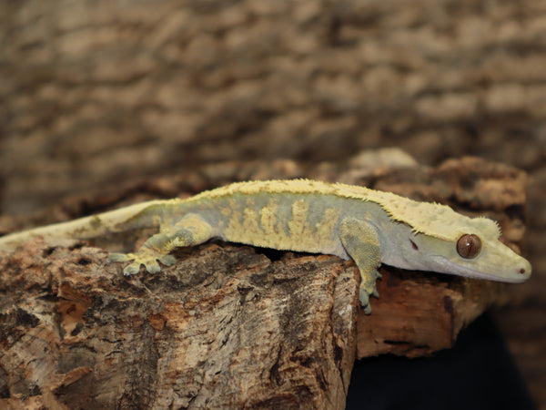 Extreme Harleyquin Crested Gecko (CG186)