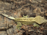 Harleyquin Crested Gecko (CG183)