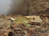 Yellow Emptyback Full Pin Crested Gecko (CG187)