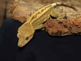 Harleyquin Crested Gecko (CG183)