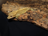 Yellow Emptyback Full Pin Crested Gecko (CG187)