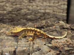 Extreme Harleyquin Crested Gecko (CG188)