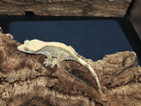 Harleyquin Crested Gecko *laying eggs* (CG189)