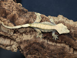 Harleyquin Crested Gecko *laying eggs* (CG189)