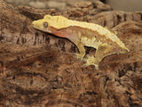Red Cream Ready to Breed Crested Gecko (CG191)
