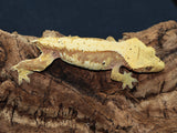 Red Cream Ready to Breed Crested Gecko (CG191)
