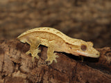 Full Pinner Crested Gecko (CG192)