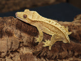 Full Pinner Crested Gecko (CG192)