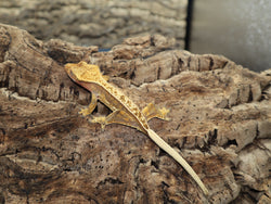 Full Pinner Female Crested Gecko (CG194)