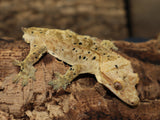 Super Dalmatian Crested Gecko (CG195)