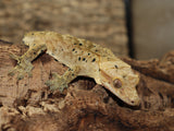 Super Dalmatian Crested Gecko (CG195)