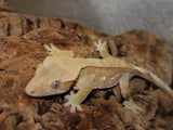 Red Porthole Crested Gecko (CG196)