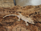 Red Crested Gecko (CG197)