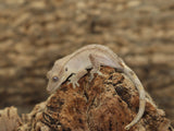 Red Crested Gecko (CG197)