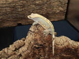 Harlequin Female Crested Gecko (CG198)