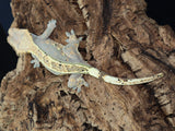 Harlequin Female Crested Gecko (CG198)
