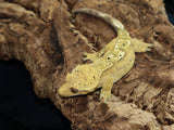 Harlequin w Dal Spots Female Crested Gecko (CG199)