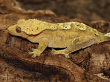Harlequin w Dal Spots Female Crested Gecko (CG199)