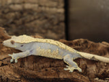 Harlequin Female Crested Gecko (CG200)