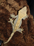 Harlequin Female Crested Gecko (CG200)