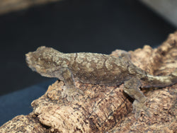 Pine Island Chahoua Gecko (CH37)