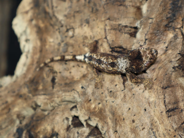 Pine Island Chahoua Gecko (CH34)