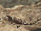 Pine Island Chahoua Gecko (CH34)