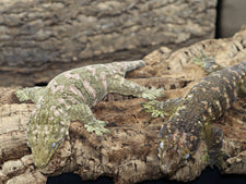 Leachie Breeding Pairs