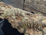 Roberto and Godiva Breeder Pair