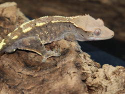 Cappuccino Crested Gecko (CAP1)