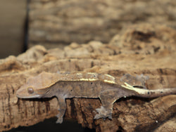 Cappuccino Crested Gecko (CAP2)